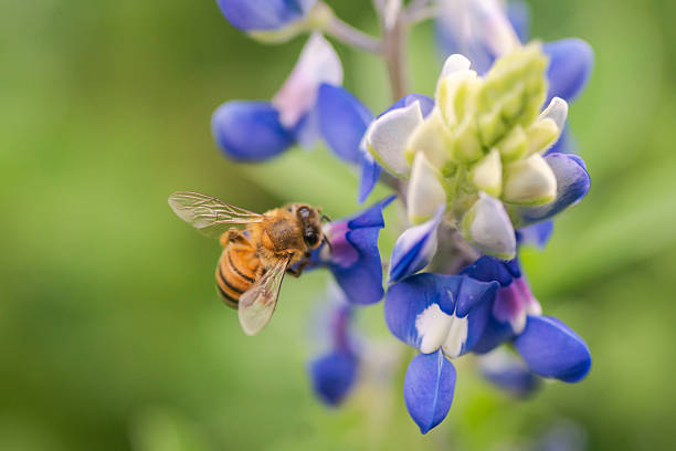 istock Beautiful Texas bluebonnet wildflowers 2203166798