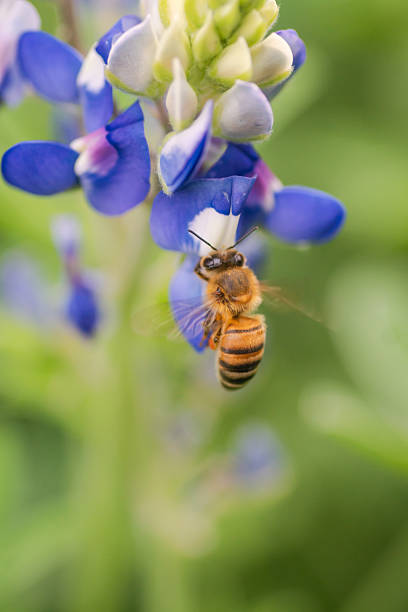 istock Beautiful Texas bluebonnet wildflowers 2203166823