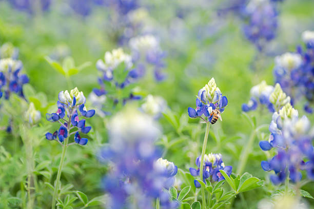 istock Beautiful Texas bluebonnet wildflowers 2203166843