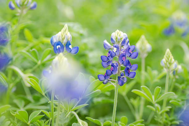 istock Beautiful Texas bluebonnet wildflowers 2203166847