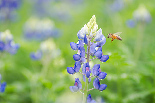 istock Beautiful Texas bluebonnet wildflowers 2203166855