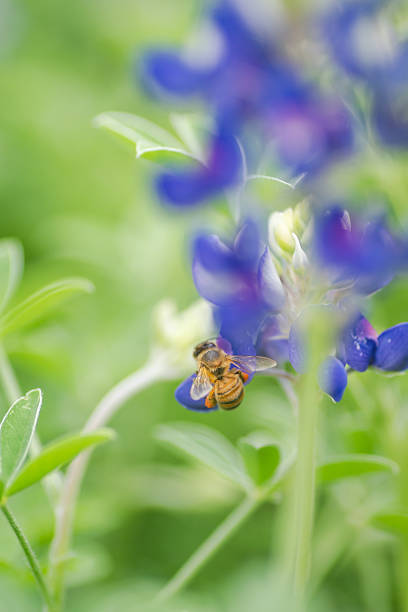 Texas bluebonnet in springtime, Austin, Texas