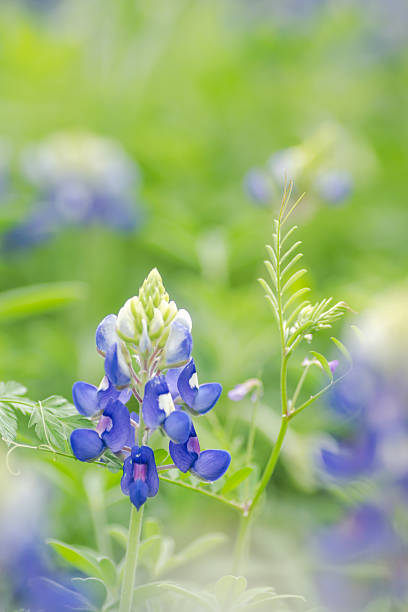 Texas bluebonnet in springtime, Austin, Texas