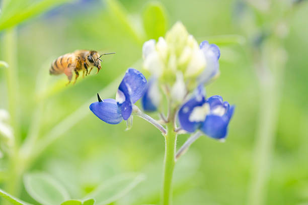 Texas bluebonnet in springtime, Austin, Texas