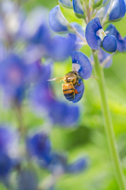 istock Close-up Texas bluebonnet in full bloom during sprintime 2203167083