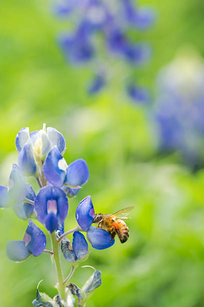 istock Close-up Texas bluebonnet in full bloom during sprintime 2203167088