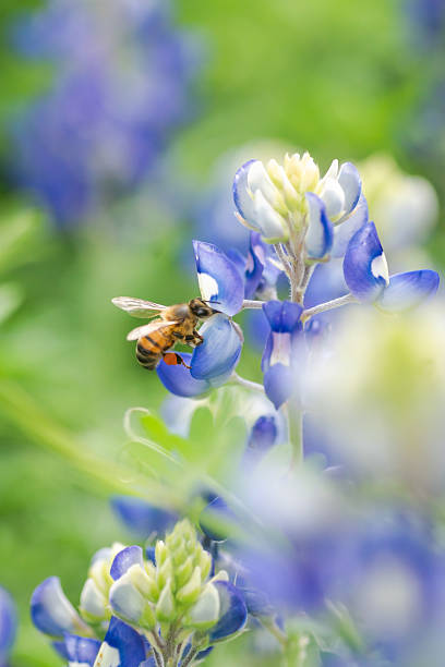 istock Close-up Texas bluebonnet in full bloom during sprintime 2203167100