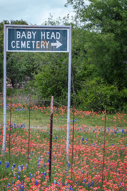 istock Close-up Texas bluebonnet in full bloom during sprintime 2203167361