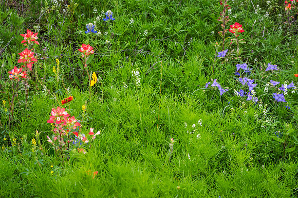 istock Close-up Texas bluebonnet in full bloom during sprintime 2203167368