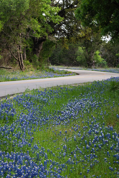 istock Native Texas wildflowers in Texas Hill Country 2203167553
