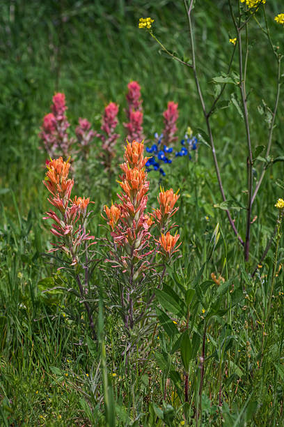 istock Spring bursting in colors, Texas Hill Country 2203167643