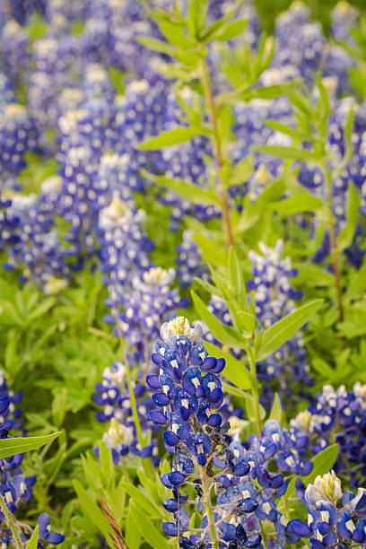 istock Texas spring native wildflowers in Texas Hill Country 2203167724