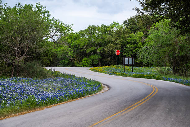 istock Texas spring native wildflowers in Texas Hill Country 2203167735