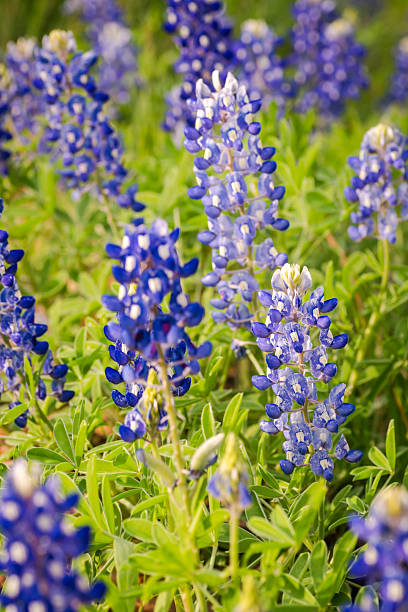 istock Texas spring native wildflowers in Texas Hill Country 2203167749