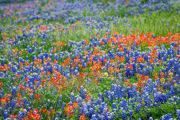 istock Texas native spring wildflower, Texas Hill Country 2203167957