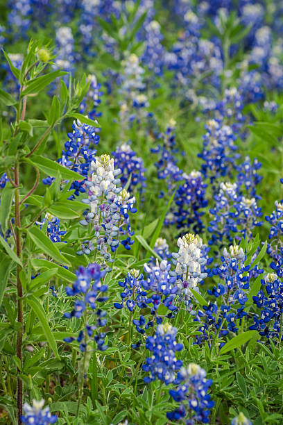 istock Texas spring native wildflowers in Texas Hill Country 2203168022