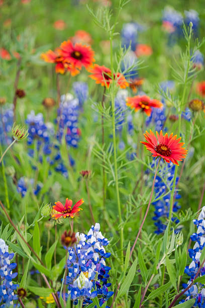 istock Texas spring native wildflowers in Texas Hill Country 2203168025