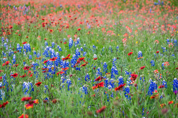 istock Texas spring native wildflowers in Texas Hill Country 2203168028