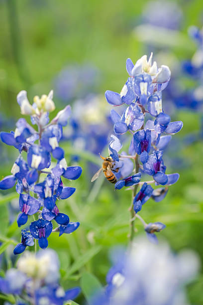 istock Texas spring native wildflowers in Texas Hill Country 2203168030