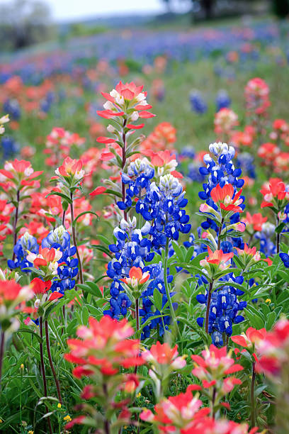 istock Texas native spring wildflower, Texas Hill Country 2203168084