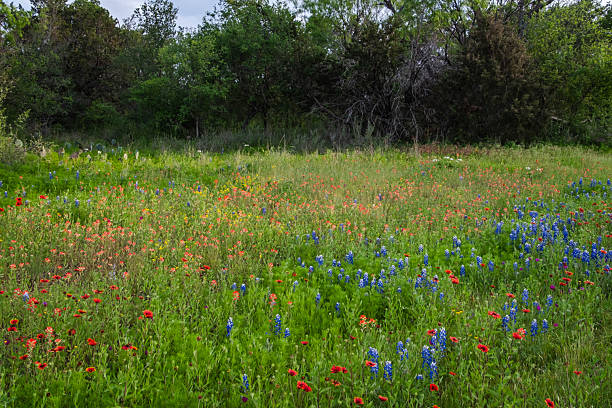 istock Texas spring native wildflowers in Texas Hill Country 2203168112