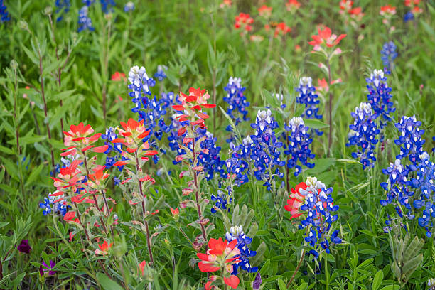 istock Texas spring native wildflowers in Texas Hill Country 2203168115