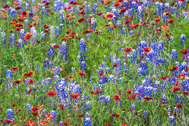 istock Texas native spring wildflower, Texas Hill Country 2203168117