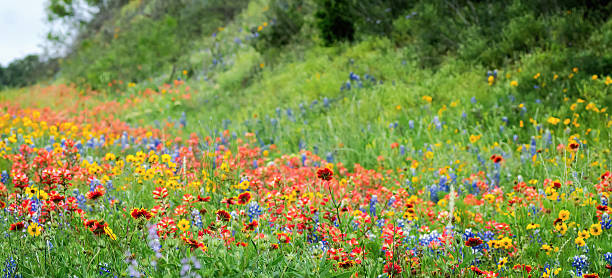 Texas spring native wildflowers in rural country roads, Texas Hill Country bursting with blooms in vibrant, bright bold and beautiful abstract impressionist multi-color bluebonnets, Indian paintbrush, Indian Blanket, phlox, milkweed, butterfly weed, daisies,