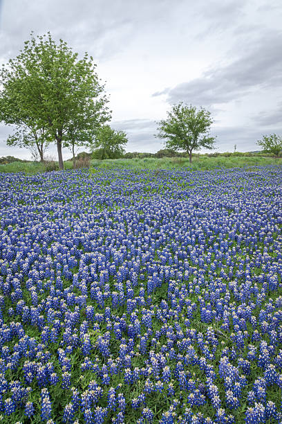 istock Bluebonnet covered a State park in Texas Hill Country 2203168189