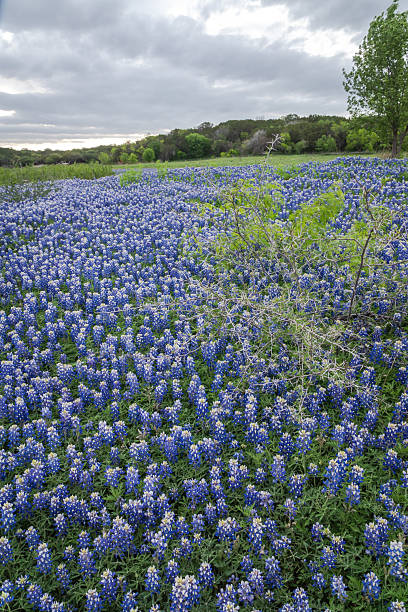 istock Bluebonnet covered a State park in Texas Hill Country 2203168191