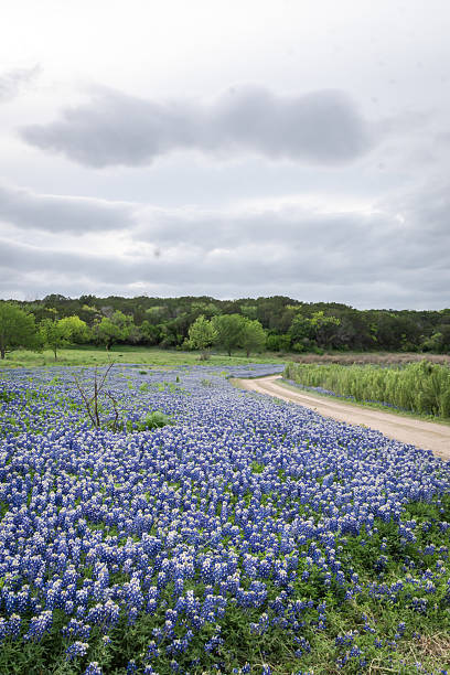 istock Bluebonnet covered a State park in Texas Hill Country 2203168203