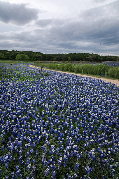 istock Bluebonnet covered a State park in Texas Hill Country 2203168205