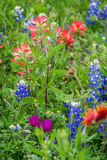 istock Texas native spring wildflower, Texas Hill Country 2203168212