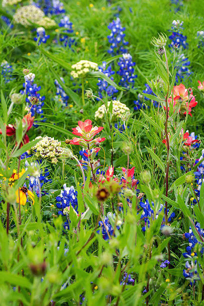istock Texas native spring wildflower, Texas Hill Country 2203168226