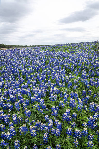 istock Bluebonnet covered a State park in Texas Hill Country 2203168261