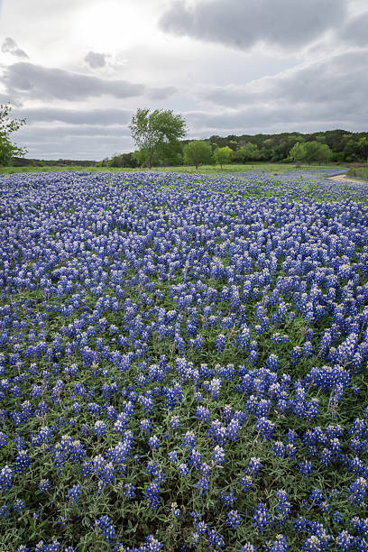 istock Bluebonnet covered a State park in Texas Hill Country 2203168268