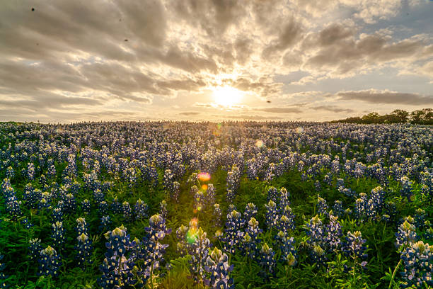 istock Bluebonnet covered a State park in Texas Hill Country 2203168486