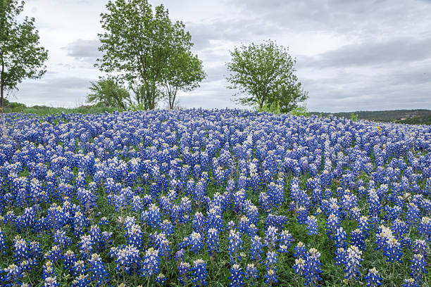 istock Bluebonnet covered a State park in Texas Hill Country 2203168496