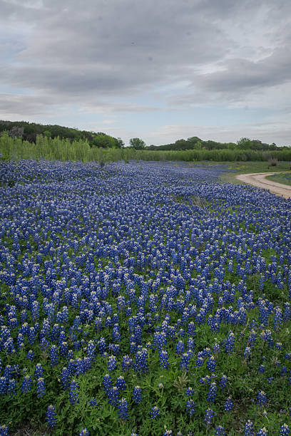 istock Bluebonnet covered a State park in Texas Hill Country 2203168499