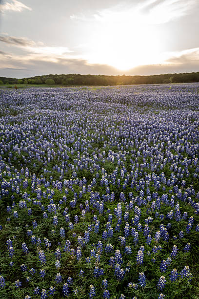 istock Native Texas Bluebonnet in Texas Hill Country 2203168577