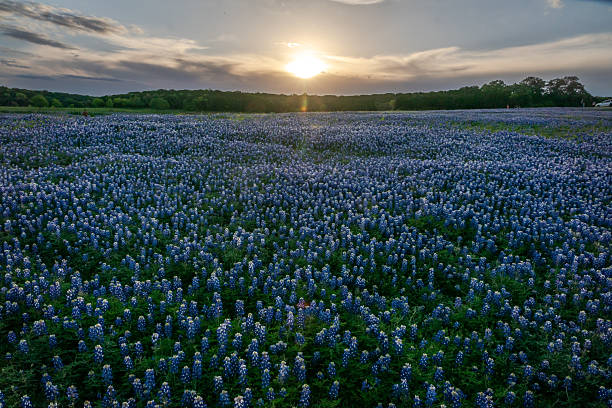 istock Native Texas Bluebonnet in Texas Hill Country 2203168591