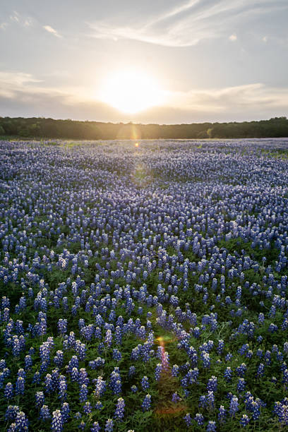 istock Native Texas Bluebonnet in Texas Hill Country 2203168673