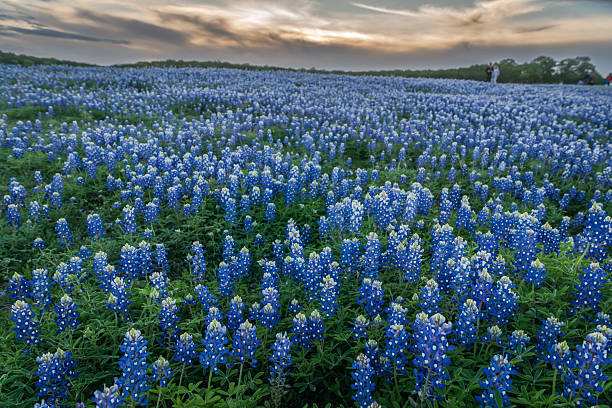 istock Texas wildflowers in springtime 2203168818