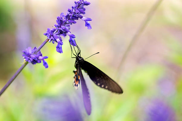 istock Spring native wildflower garden, Austin, Texas 2203169011