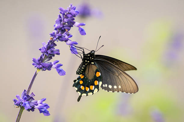 istock Spring native wildflower garden, Austin, Texas 2203169033