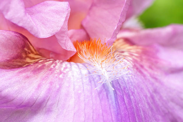 Varieties of beautiful summer garden flower blooms include native plants pollination butterfly, Austin, Texas