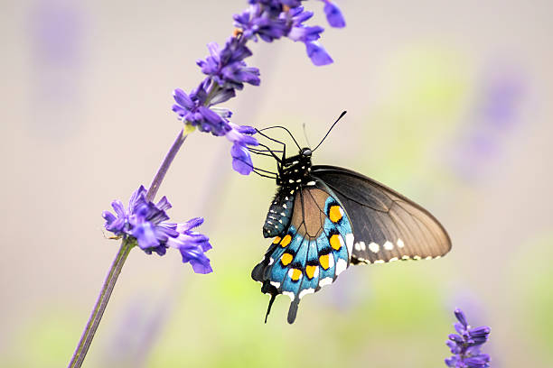 istock Summer flowers in Austin, Texas 2203169365