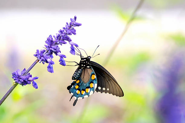 istock Summer flowers in Austin, Texas 2203169479