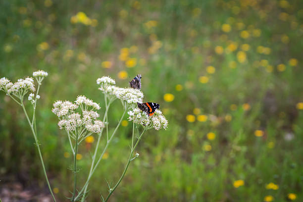 Perfect spring activity to visit a park, walking, biking, hiking, exercising, fishing, strolling in beautiful, colorful native Texas wildflowers covered the public lake park in late spring/early summer wildflowers in full bloom, Austin, Texas
