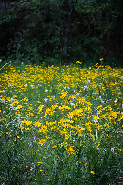 istock Native wildflowers in Austin, Texas 2203169986